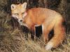 Red Fox (Vulpes vulpes)