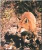 Red Fox (Vulpes vulpes)