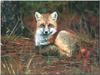 Red Fox (Vulpes vulpes)