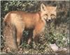 Red Fox (Vulpes vulpes)