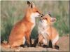 Red Foxes (Vulpes vulpes)