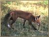 Red Fox (Vulpes vulpes)