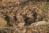 Red Fox (Vulpes vulpes) pups