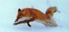 Red Fox (Vulpes vulpes) snow chaser