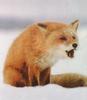 Red Fox (Vulpes vulpes) crying on snow