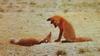Red Foxes (Vulpes vulpes) dominance