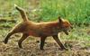 Red Fox (Vulpes vulpes) pup stretching