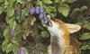 Red Fox (Vulpes vulpes) eating plum