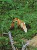 Red Foxes (Vulpes vulpes) mother and pup
