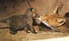 Red Foxes (Vulpes vulpes) mother and pup