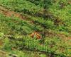 Red Fox (Vulpes vulpes) pair