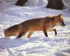 Red Fox (Vulpes vulpes) wandering
