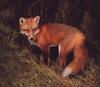 Red Fox (Vulpes vulpes)