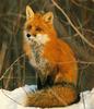 Red Fox (Vulpes vulpes)