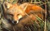 Red Fox (Vulpes vulpes)