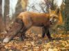 Red Fox (Vulpes vulpes)