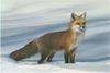 Red Fox (Vulpes vulpes)