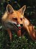 Red Fox (Vulpes vulpes) closeup