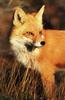 Red Fox (Vulpes vulpes)