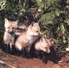 Red Fox (Vulpes vulpes) pups