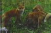 Red Fox (Vulpes vulpes) pups