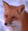 Red Fox (Vulpes vulpes) closeup