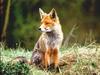 Red Fox (Vulpes vulpes)