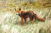 Red Fox (Vulpes vulpes)