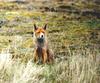 Red Fox (Vulpes vulpes)