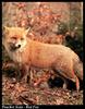 Red Fox (Vulpes vulpes)