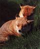 Red Fox (Vulpes vulpes) pair