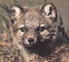 Gray Fox (Urocyon cinereoargenteus) pup