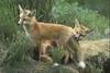 Red Fox (Vulpes vulpes) pups