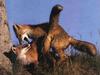 Gray Fox (Urocyon cinereoargenteus)  mating pair