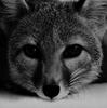 Gray Fox (Urocyon cinereoargenteus)  head