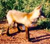 Red Fox (Vulpes vulpes) by Janet Wright