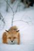 Red Fox (Vulpes vulpes) snow