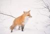 Red Fox (Vulpes vulpes) on snow