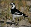 Magpie Lark (Australia)