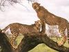 Cheetah (Acinonyx jubatus) pair on tree