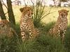 Cheetahs (Acinonyx jubatus)