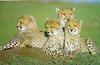 Young Cheetahs (Acinonyx jubatus)