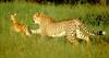 Cheetah (Acinonyx jubatus) hunting young antelope