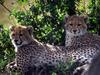 Young Cheetahs (Acinonyx jubatus)