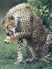 Cheetah (Acinonyx jubatus)