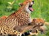 Cheetah (Acinonyx jubatus) family