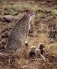 Cheetah (Acinonyx jubatus) family