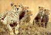 Cheetah (Acinonyx jubatus) family