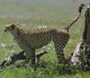 Cheetah (Acinonyx jubatus) marking territory