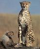 Cheetah (Acinonyx jubatus) mother and cub